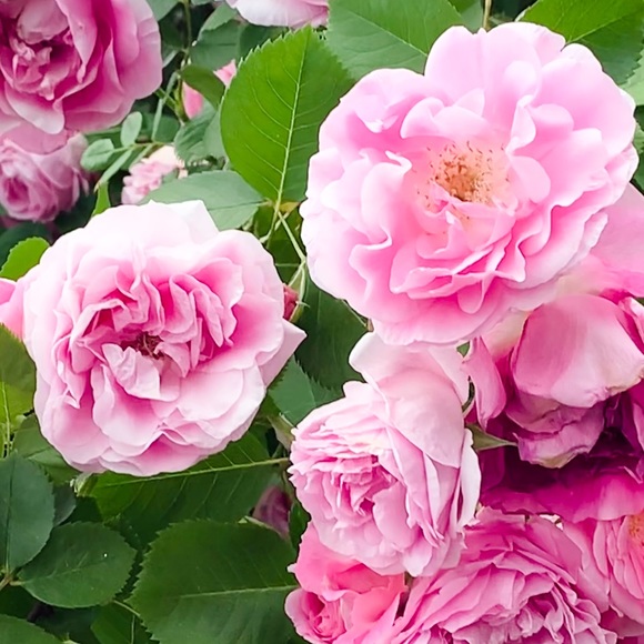 Meet your Posher, Christine - Picture 1 of 1